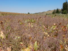 Cordylanthus capitatus