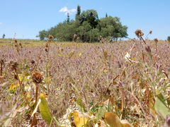 Cordylanthus capitatus