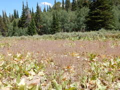 Cordylanthus capitatus