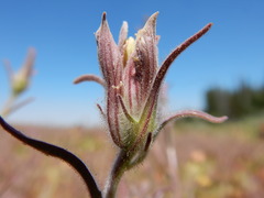 Cordylanthus capitatus