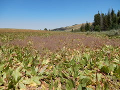 Cordylanthus capitatus