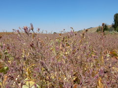 Cordylanthus capitatus