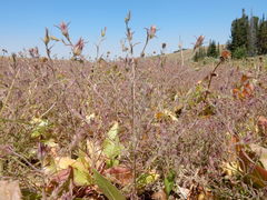 Cordylanthus capitatus