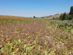 Cordylanthus capitatus