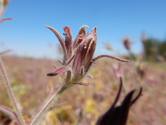 Cordylanthus capitatus