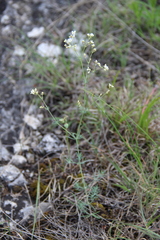 Galium xeroticum