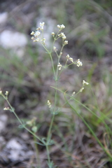 Galium xeroticum