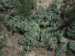 Zosima absinthifolia