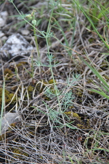 Galium xeroticum