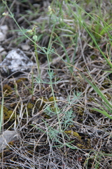 Galium xeroticum