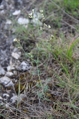 Galium xeroticum