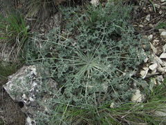 Zosima absinthifolia