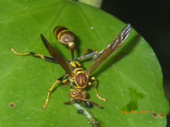 Mischocyttarus mexicanus cubicola