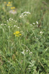Galium xeroticum