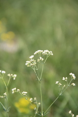 Galium xeroticum