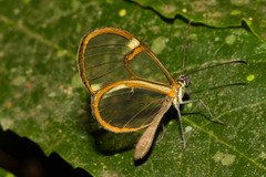 Episcada hymenaea