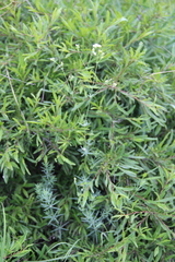 Galium xeroticum