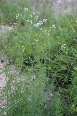 Galium xeroticum