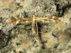 Dejongia lobidactylus
