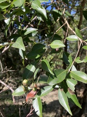 Syzygium formosanum
