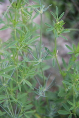 Galium xeroticum