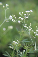 Galium xeroticum