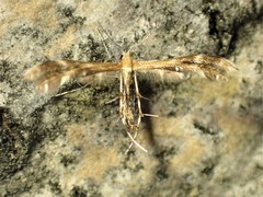 Dejongia lobidactylus