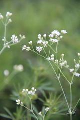Galium xeroticum