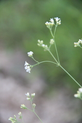 Galium xeroticum