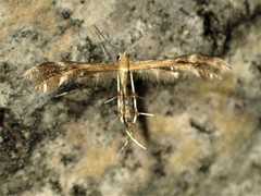 Dejongia lobidactylus
