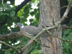 Columba palumbus