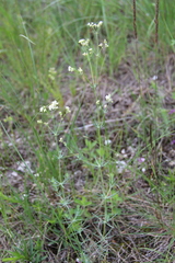 Galium xeroticum