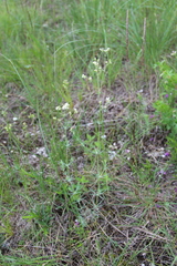 Galium xeroticum