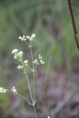 Galium xeroticum