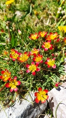 Calandrinia caespitosa