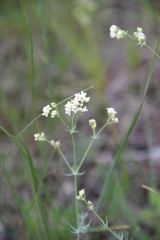 Galium xeroticum