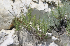 Galium brachyphyllum