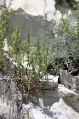Galium brachyphyllum