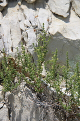Galium brachyphyllum