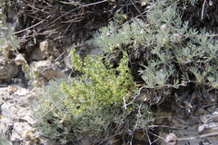 Galium brachyphyllum