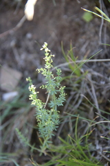 Galium brachyphyllum