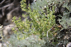 Galium brachyphyllum