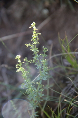 Galium brachyphyllum