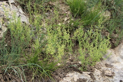 Galium brachyphyllum