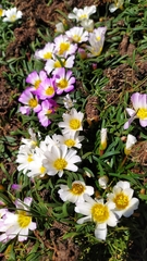 Calandrinia affinis