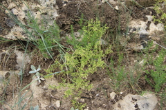 Galium brachyphyllum