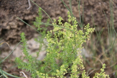 Galium brachyphyllum
