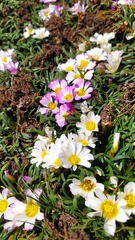 Calandrinia affinis