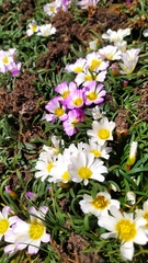 Calandrinia affinis