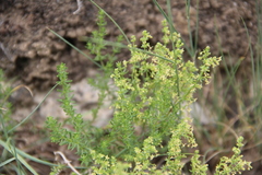 Galium brachyphyllum
